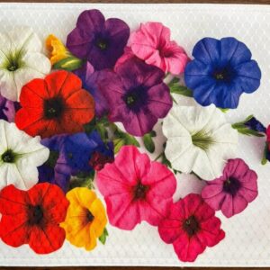 Red White Purple Pink Yellow Petunias Placemat for Your Dining Table Washable Upscale Dining Room Decor
