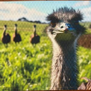 Ostrich with Attitude Dining Placemat Machine Washable Unique Dining Room Decor.