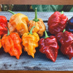 Carolina Reaper Peppers Placemat for Your Dining Table Washable Upscale Dining Decor
