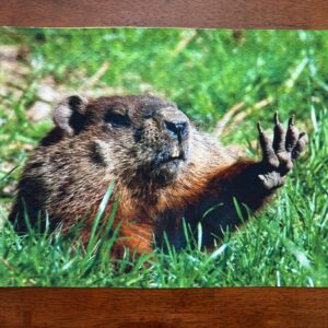 Groundhog in the Grass Placemat for Your Dining Table Machine Washable Tumble Dry Dining Room Decor