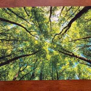 Forest Canopy Looking Upward Placemat - Trees Forest - Machine Washable Tumble Dry - Unique Dining Table Decor