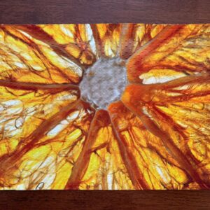 Orange Slice Macro Placemat - Citrus Fruit - Machine Washable Tumble Dry - Unique Dining Decor